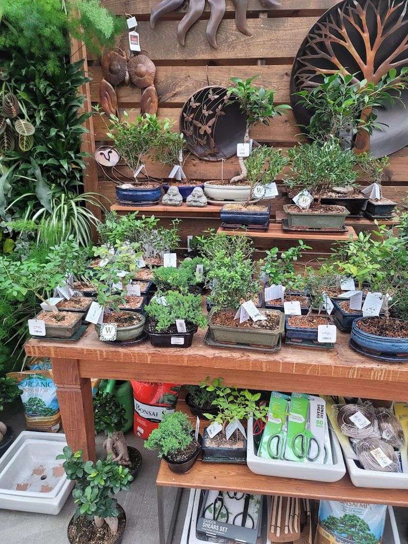Plants You Can Actually Buy Plants You Can Actually Buy