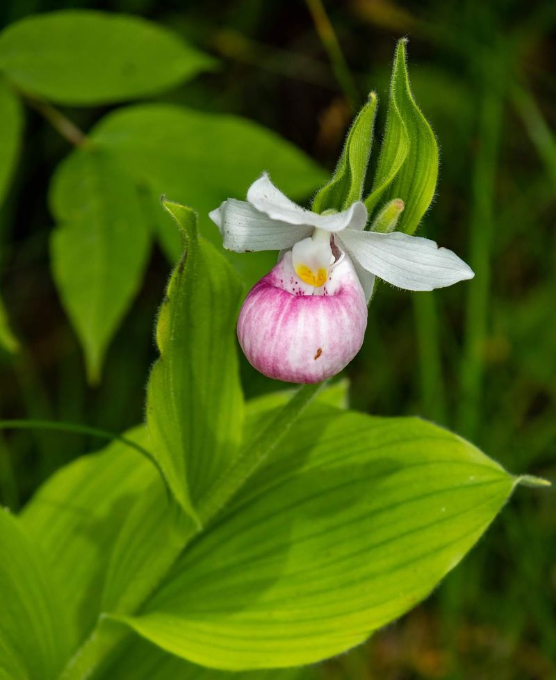 Plants You Will Not See Anywhere Else