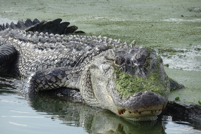 Please Don't Turn A Wild Gator Into A Restaurant Regular Please Don't Turn A Wild Gator Into A Restaurant Regular