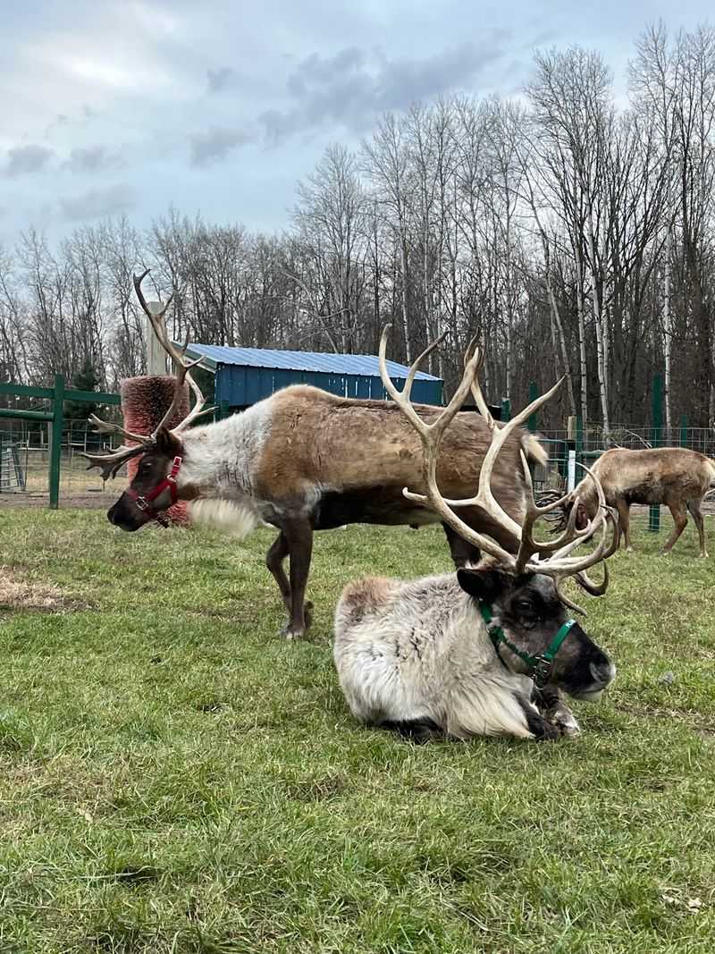 Rooftop Landing Reindeer Farm
