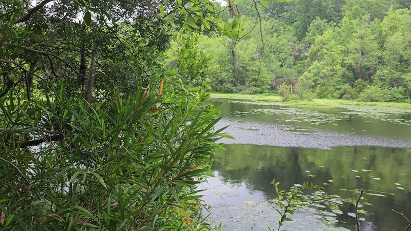 Poinsett State Park - Levi Mill Lake Cabins, Wedgefield