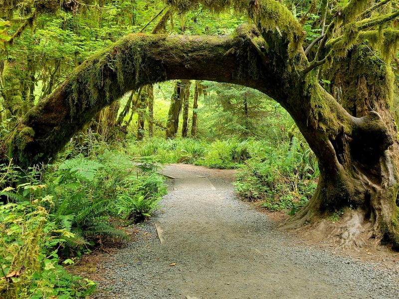 Hoh Rain Forest, Olympic National Park, WA