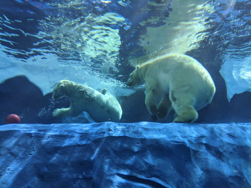 Polar Bears Above The Passage Polar Bears Above The Passage