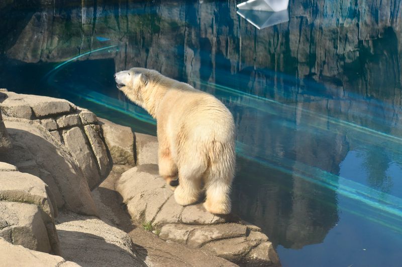 Polar Bears Rule The Water's Edge Polar Bears Rule The Water's Edge