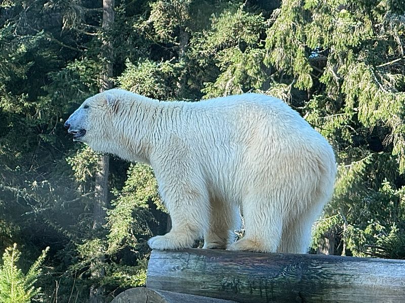 Polar Bears and a Rare Walrus Exhibit