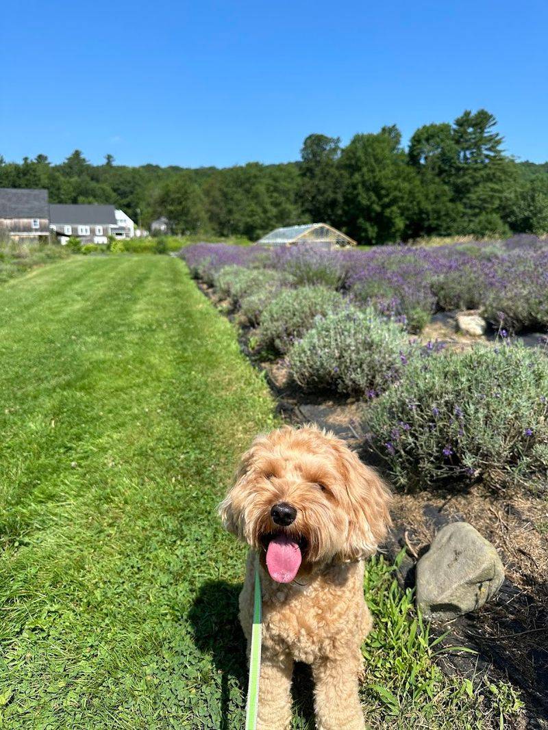 Free To Enter And Dog-Friendly Trails