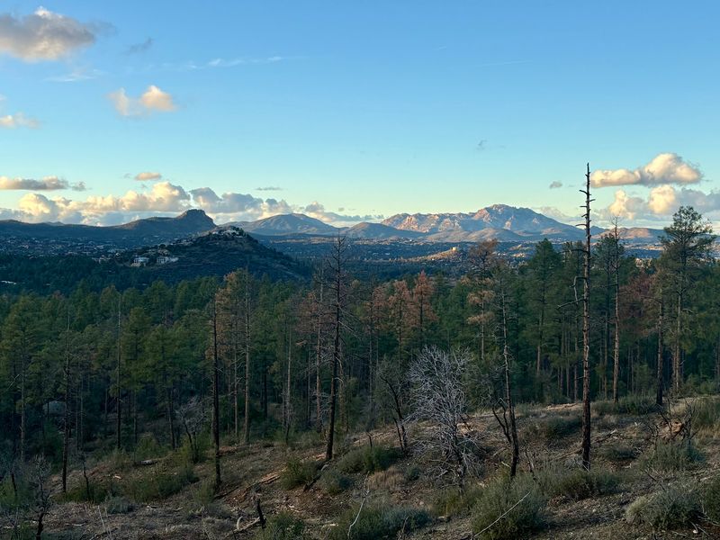 Ponderosa Pines and Mountain Views Ponderosa Pines and Mountain Views