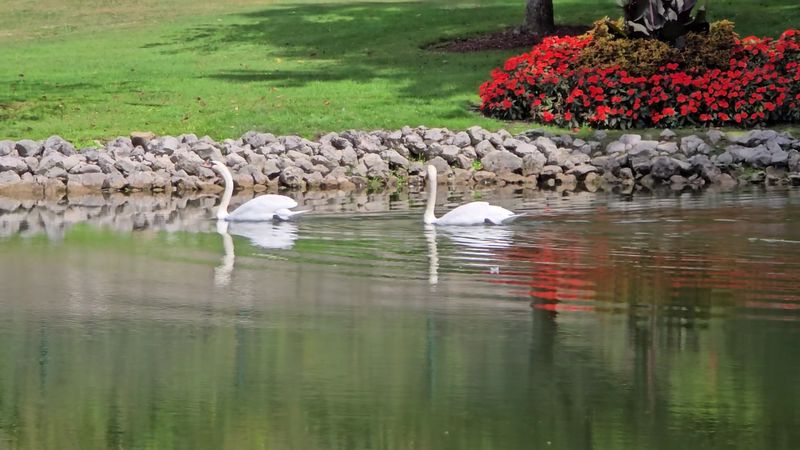 Ponds, Bridges, And Swans