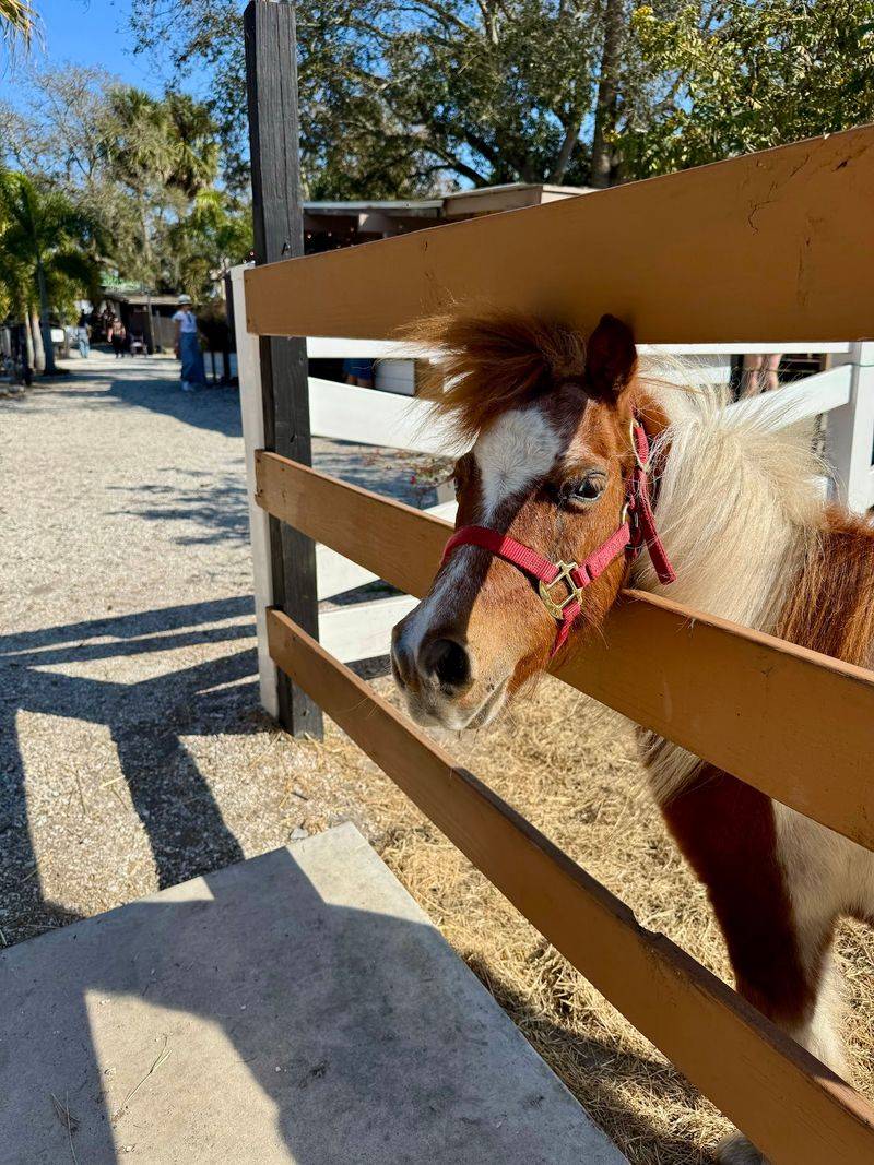 Pony Rides For The Little Ones