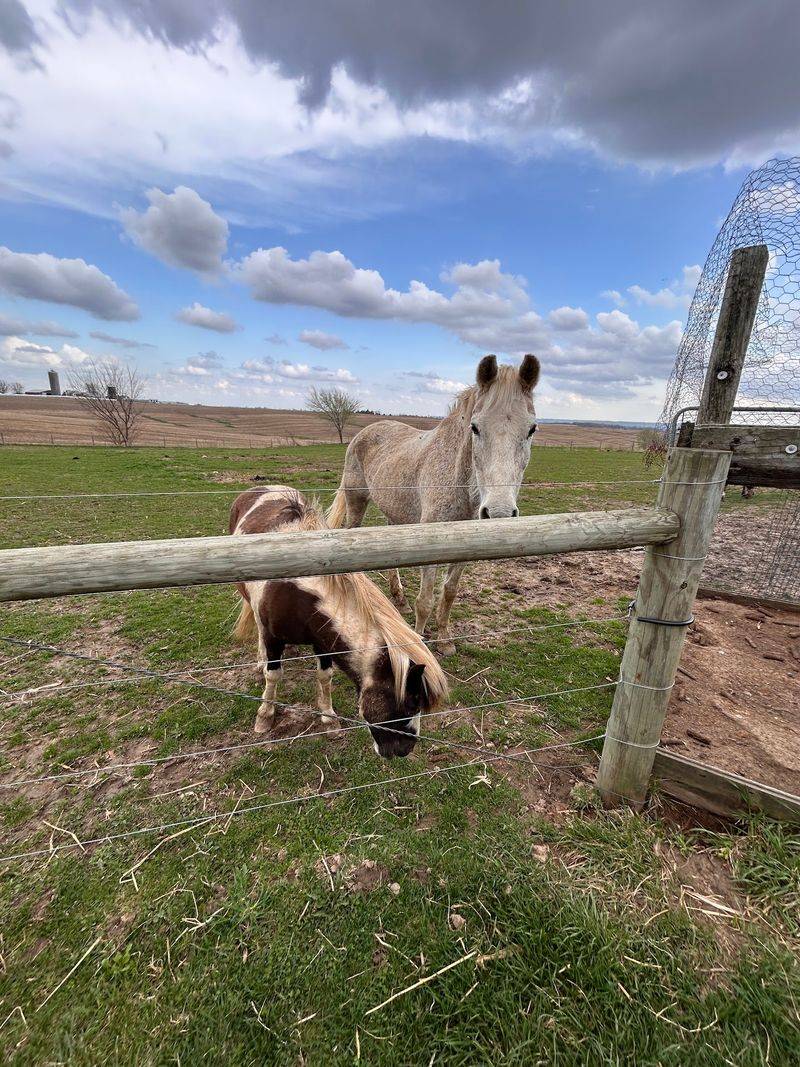 Pony Rides for the Little Ones