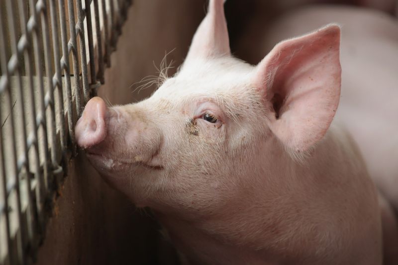 Ractopamine-Treated American Pork