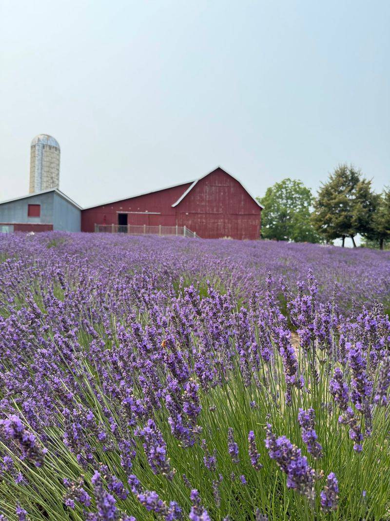 Popcorn, Bubbly Lavender Sips, And A Scoop Of Something Purple
