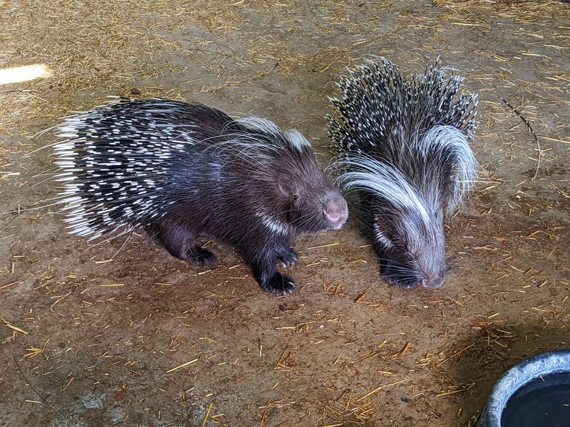 Porcupines That Politely Take Their Snacks Porcupines That Politely Take Their Snacks
