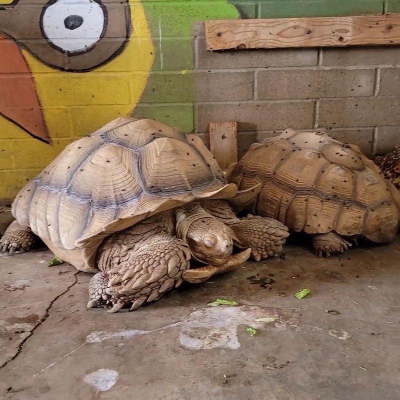 Porcupines, Tortoises, And The Slow-Lane Residents