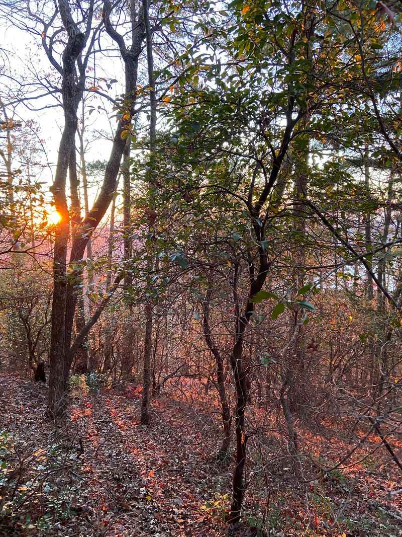 Post-Hike Tick Checks Are Non-Negotiable At Harbison