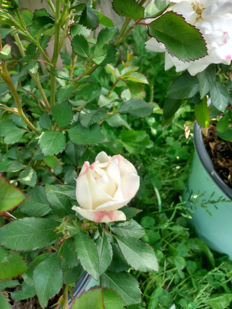 Pots, Tools, And Every Garden Gadget 
