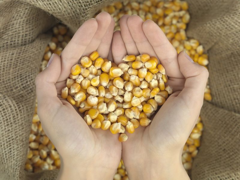 Dried Corn: Versatile Veggie Survivor