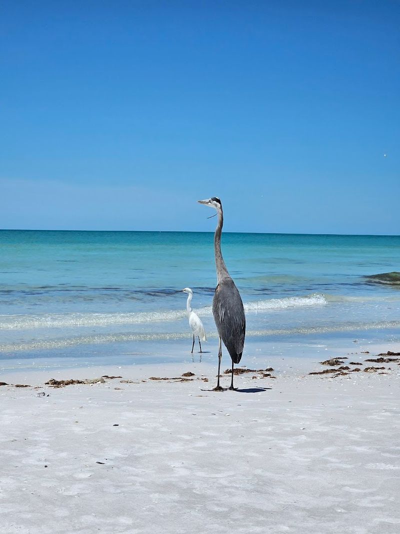 Crystal Clear Gulf Waters Perfect For Swimming