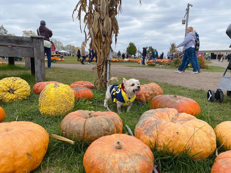 Pet-Friendly Spaces Within The Festival Grounds