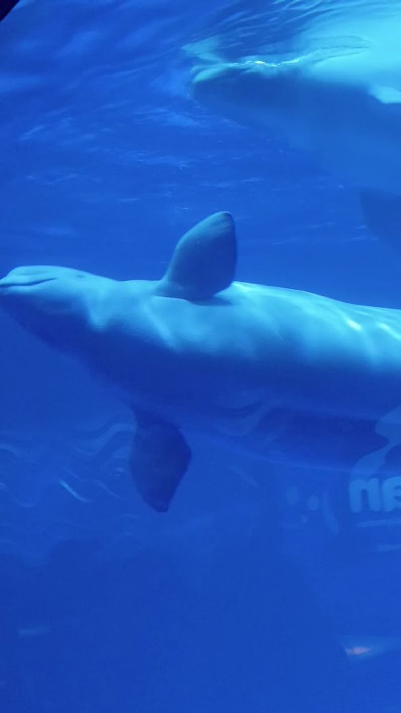 Conservation, Education, And Shedd's Bigger Mission