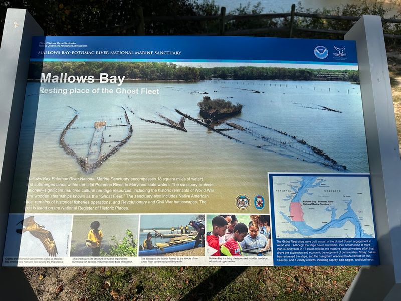 Practical Tips For Your Mallows Bay Visit