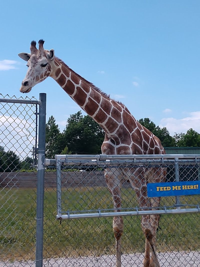 Why This Ohio Safari Park Is Worth the Drive
