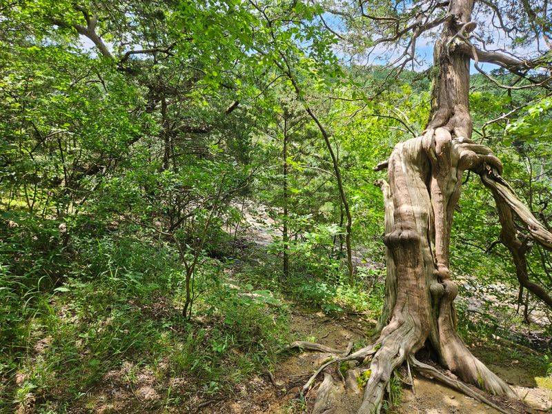 A Short Trail With Big Feels