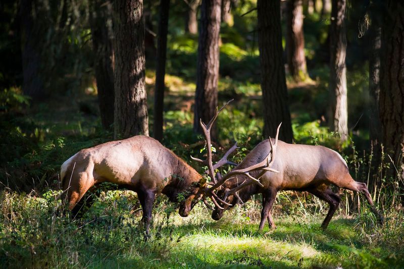 Why Northwest Trek Stands Apart From Typical Zoo Experiences