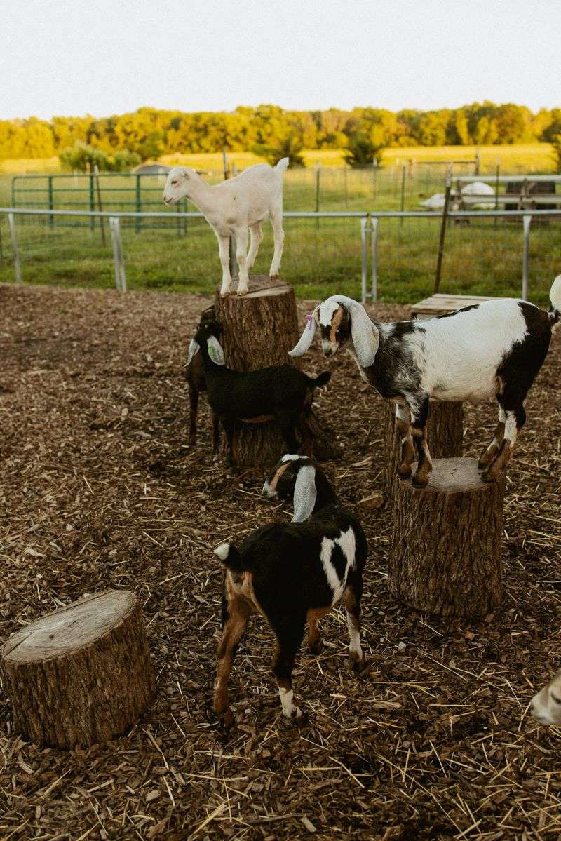 Prairie Fruits Farm & Creamery, Champaign