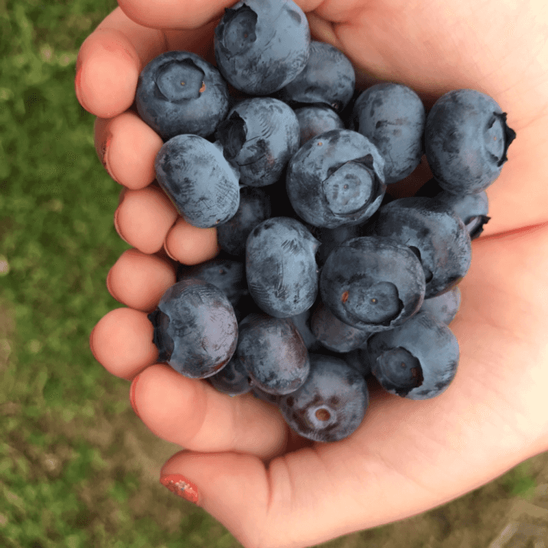 Prairie Hill Blueberry Farm, Bethany, Illinois