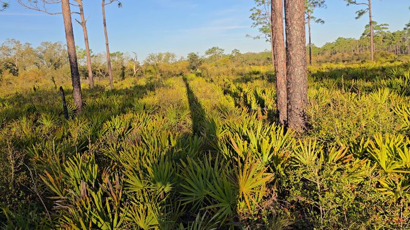 Prairie Lakes Loop — Three Lakes Wildlife Management Area, Kenansville