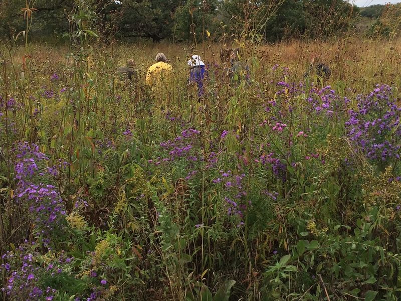 Prairie Walks Through Rare Unplowed Land