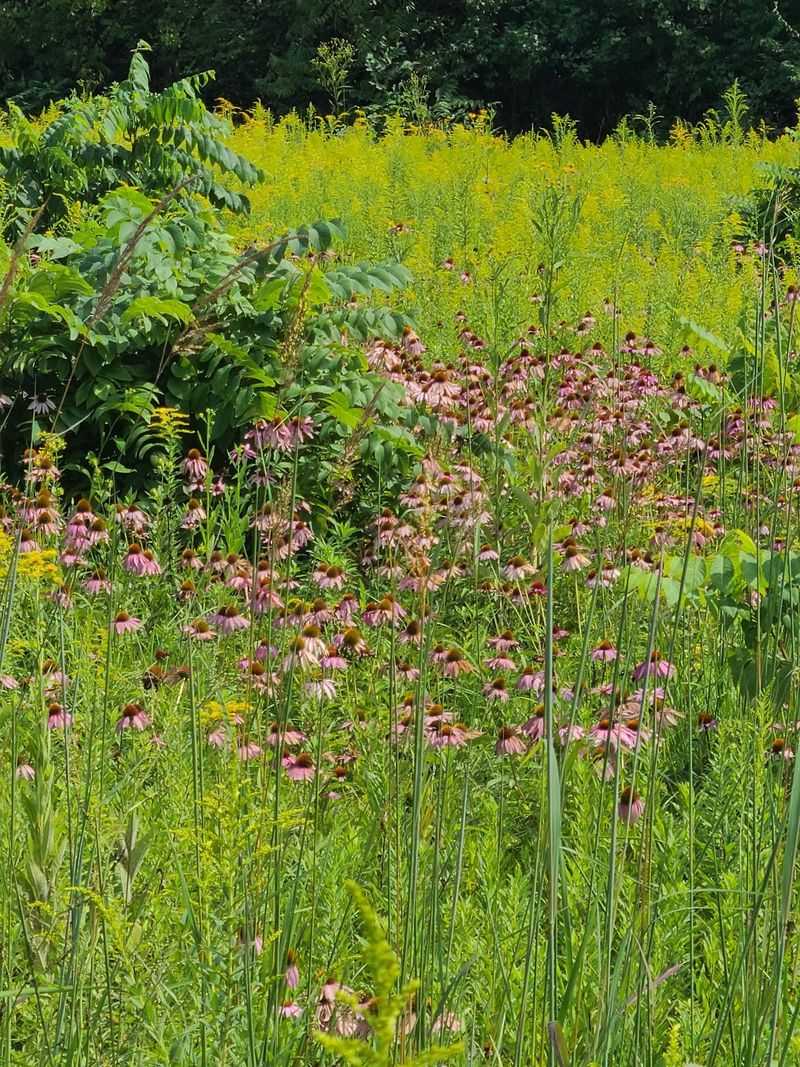 Prairie Wildflowers and Wildlife Prairie Wildflowers and Wildlife