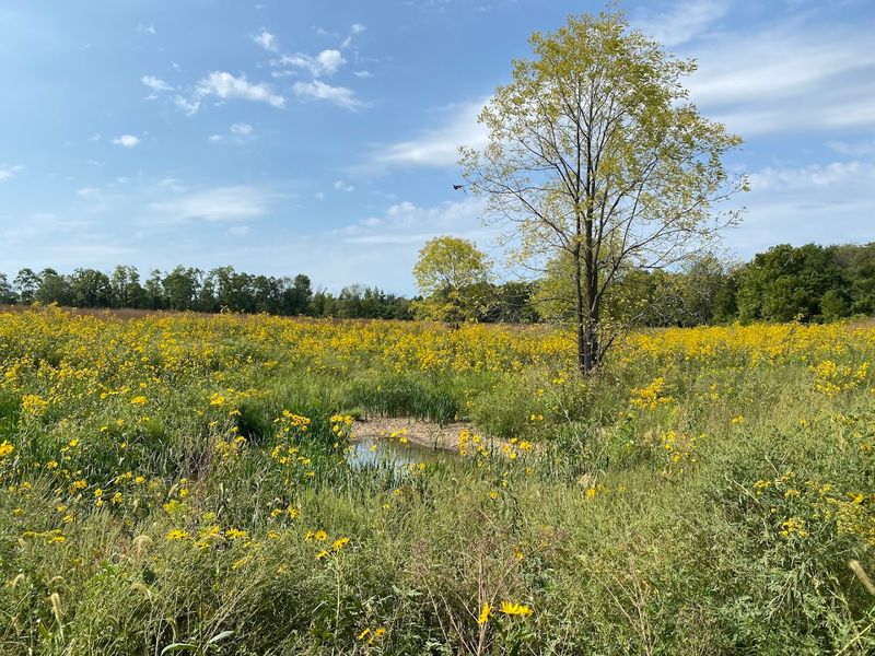 Prairie in Bloom: The Yellow Trail Surprise