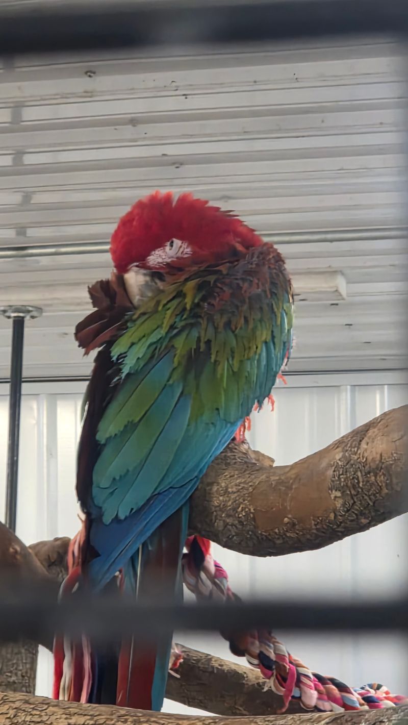 Gift Shop Houses Surprise Animal Exhibits And Unique Souvenirs