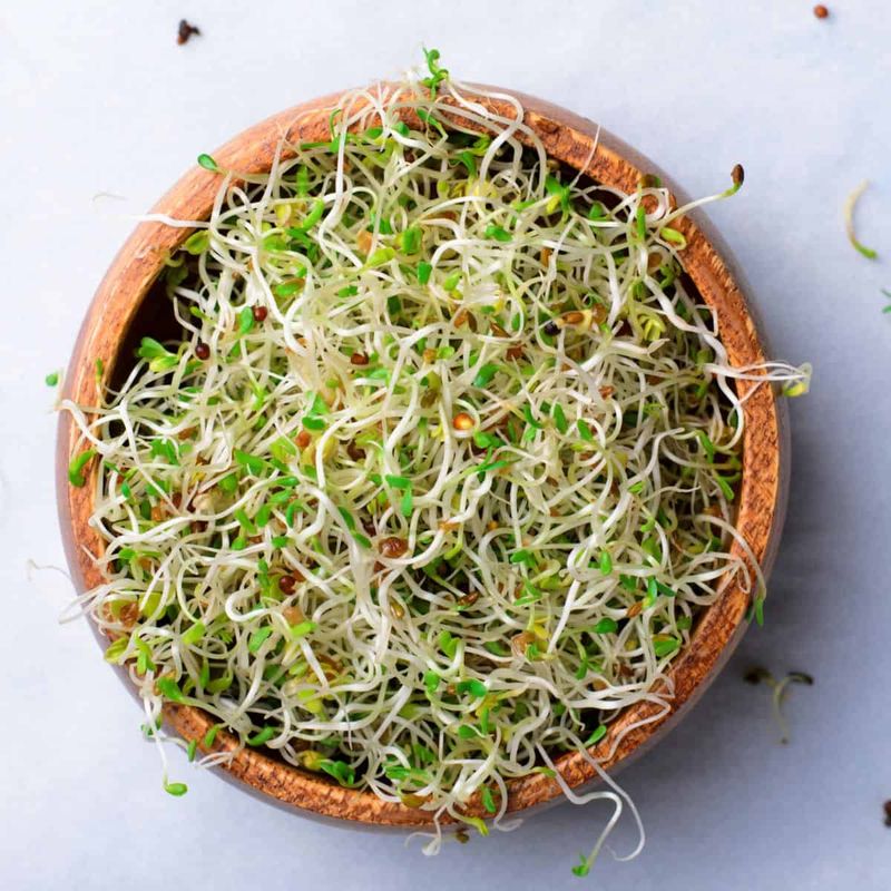 Sprouts: Bacteria's Playground