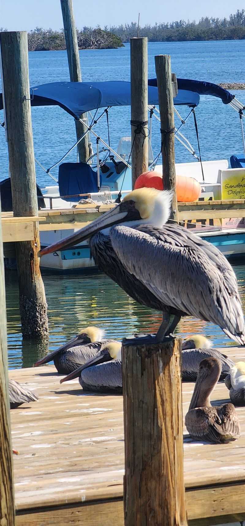 Best Times, Tips, And A Personal Anecdote