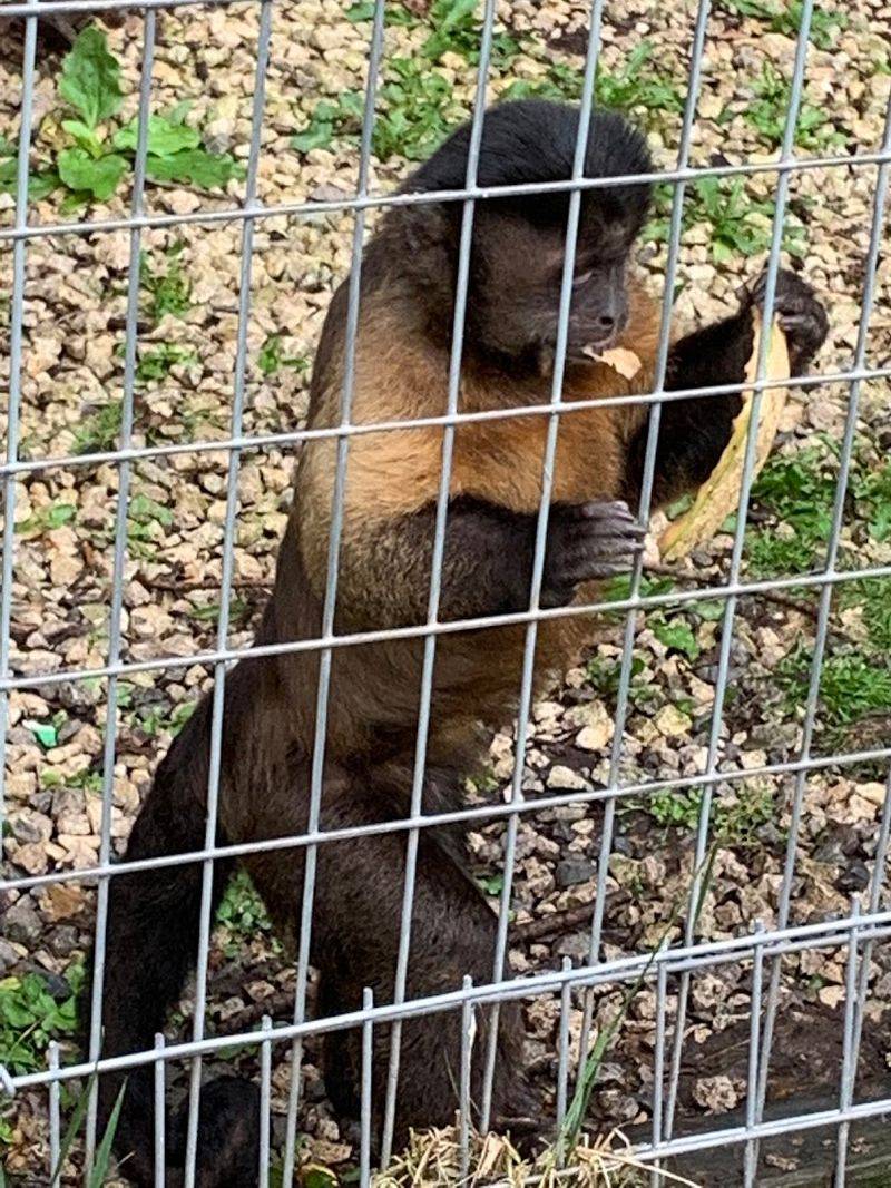 Primates And Peacocks And Surprises Around Every Corner