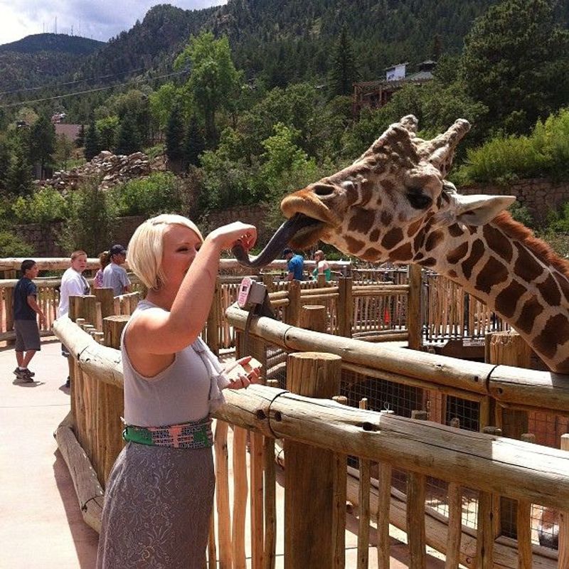 Giraffes: Neck-Deep in Wonder