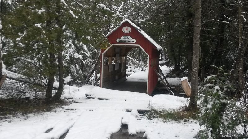 Prime Bear Country In Aroostook County