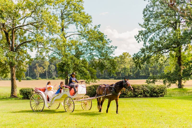 Horse-Drawn Carriage Rides