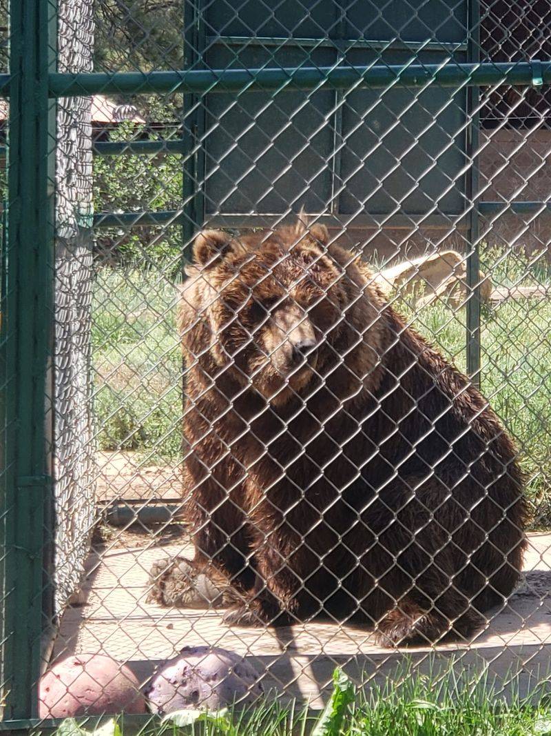 Princess The Grizzly Steals The Spotlight