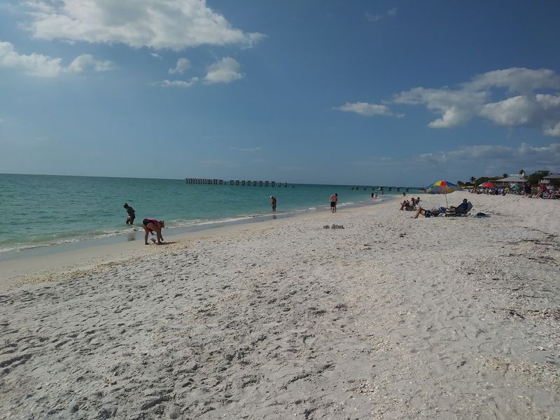 Abundant Shark Teeth Hunting