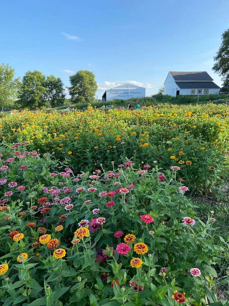 Proclamation Flowers, Custer Park