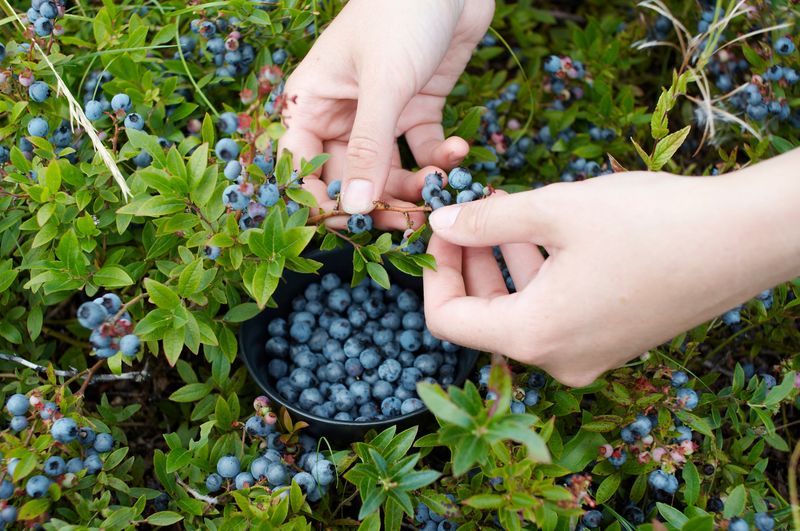 Wild Blueberry Anything: Northern Treasure