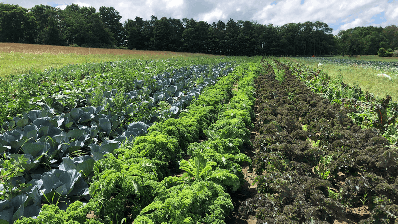 Providence Organic Farm, Central Lake