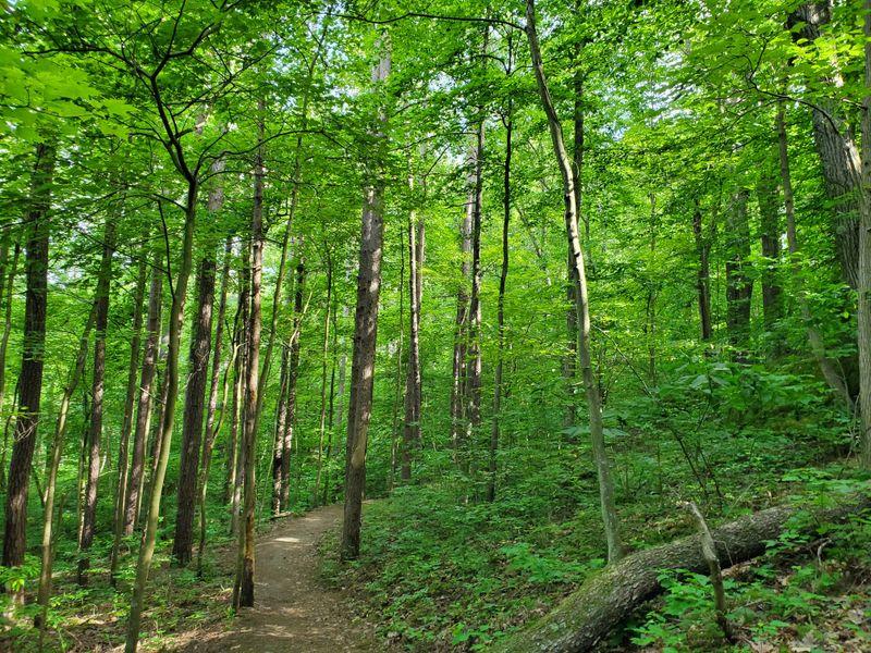 Wildlife and Natural Observation