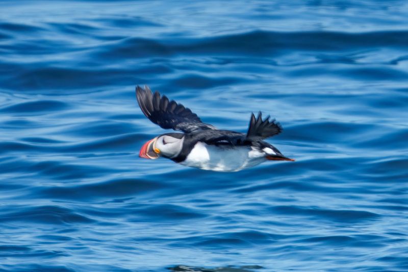Puffins At Petit Manan Island Puffins At Petit Manan Island
