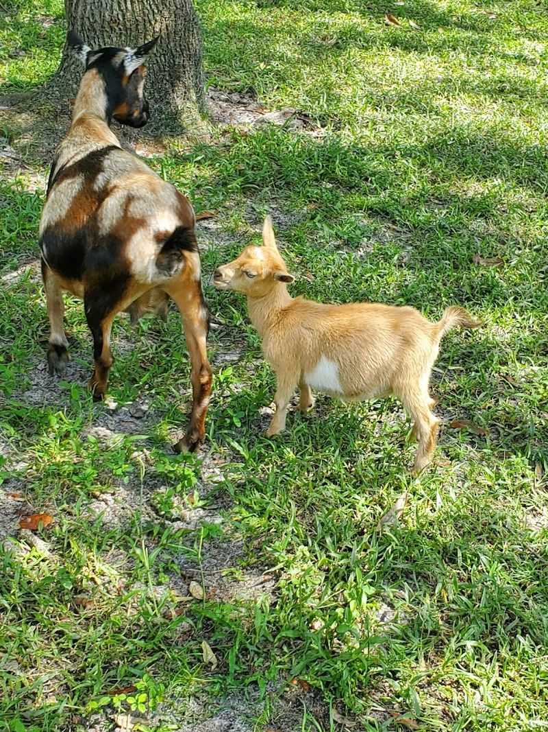 Purchasing Treat Bags To Feed The Whole Herd