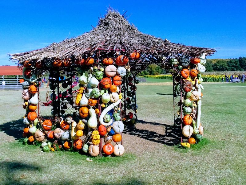 Pumpkin Fields Fill The Farm With Fall Color